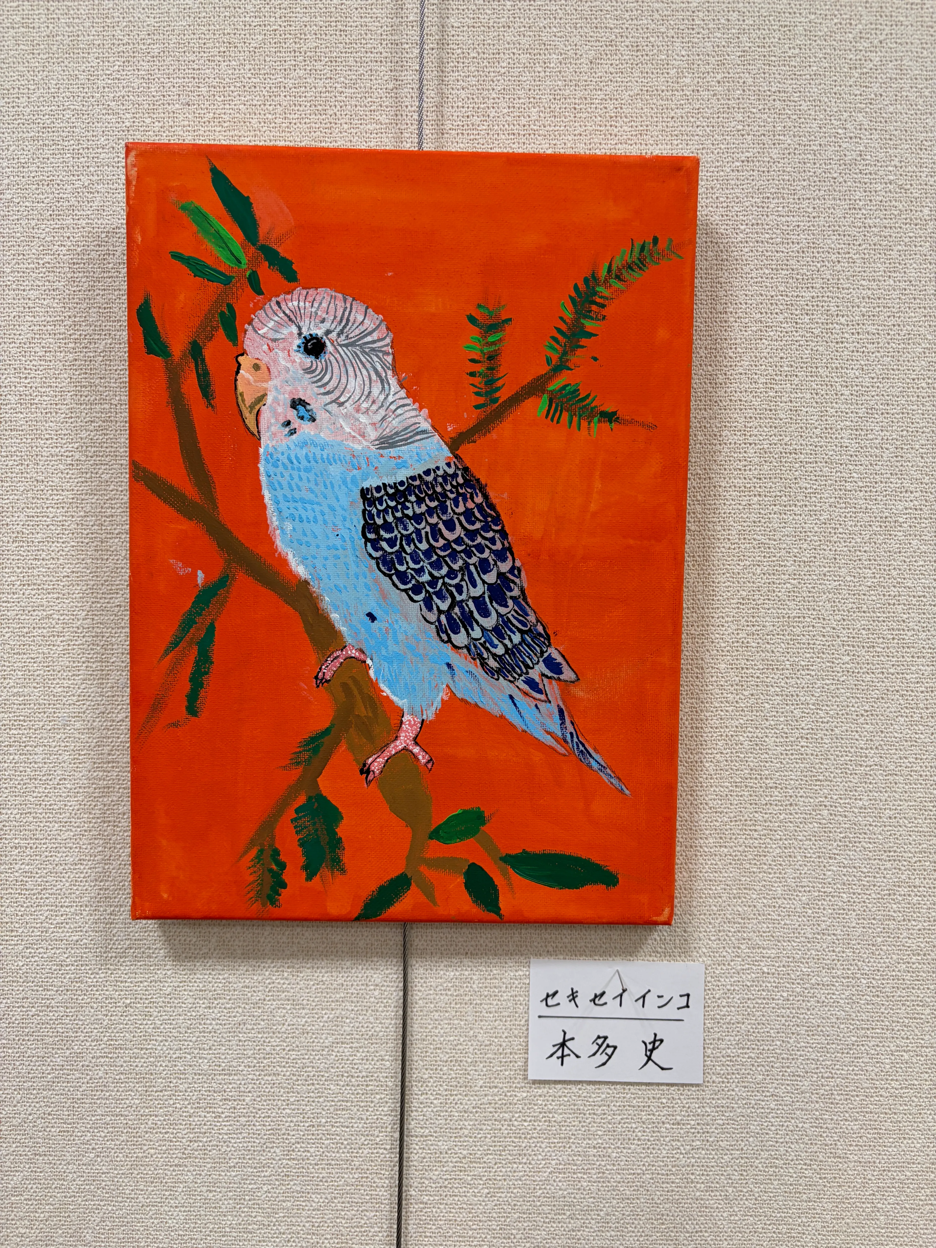 セキセイインコ
